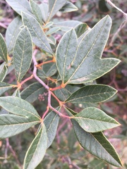 Searsia laevigata