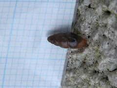 Cochlicopa lubrica