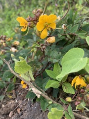 Senna occidentalis