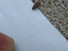 Cochlicopa lubrica