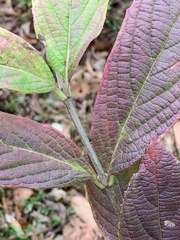 Viburnum sieboldii