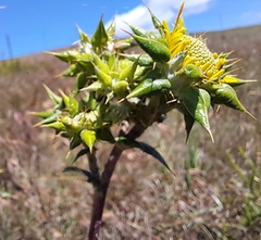 Berkheya heterophylla radiata