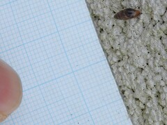 Cochlicopa lubrica