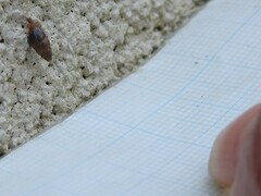 Cochlicopa lubrica