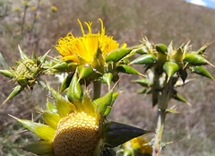Berkheya heterophylla radiata