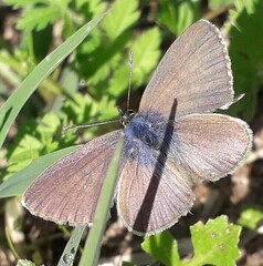 Leptotes pirithous
