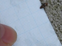 Cochlicopa lubrica