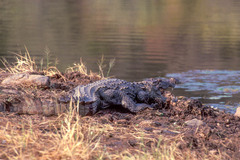 Crocodylus palustris