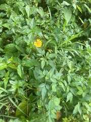 Sphagneticola trilobata