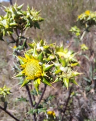 Berkheya heterophylla radiata