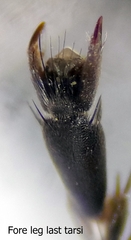 Arachnospila holomelas