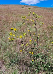 Berkheya heterophylla radiata