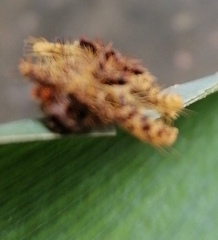 Phobetron hipparchia