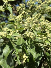 Lippia umbellata