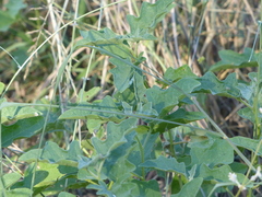 Solanum dimidiatum