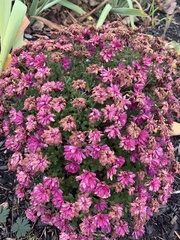 Brassica oleracea