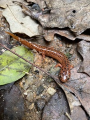 Pseudotriton ruber