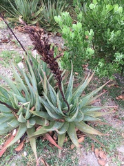Aloe succotrina