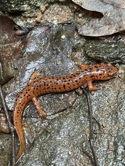 Pseudotriton ruber