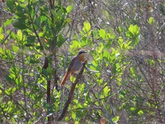 Cossypha caffra caffra