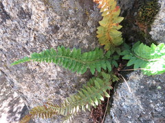 Polystichum scopulinum