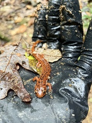 Pseudotriton ruber