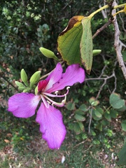 Bauhinia purpurea