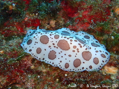 Peltodoris atromaculata