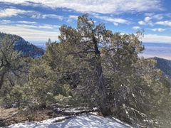 Juniperus scopulorum