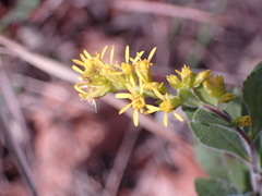 Solidago radula