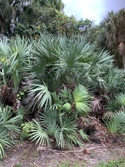 Coryphoideae