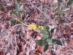 Solidago radula