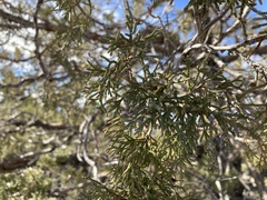 Juniperus scopulorum