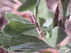 Solidago radula