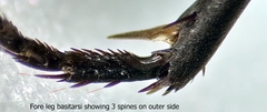 Arachnospila holomelas