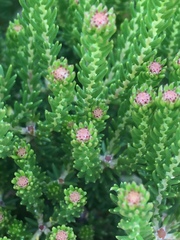 Phylica ericoides