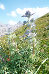 Eryngium bourgatii