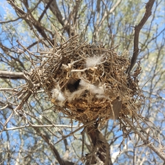 Auriparus flaviceps