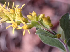 Solidago radula