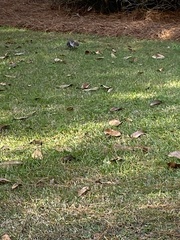 Sciurus carolinensis