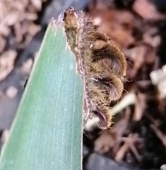 Phobetron hipparchia