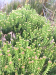 Phylica ericoides