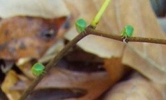 Spissistilus festinus