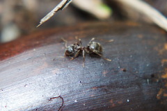 Lasius