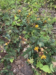 Senna occidentalis