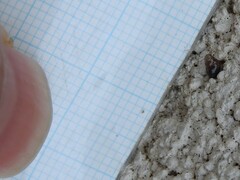 Cochlicopa lubrica