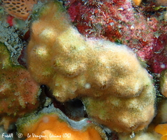 Turbicellepora