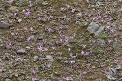 Colchicum filifolium