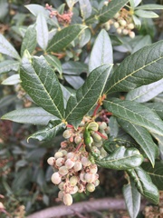 Searsia laevigata