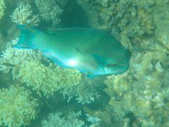 Chlorurus microrhinos